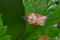 Acleris schalleriana