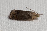 Cydia splendana