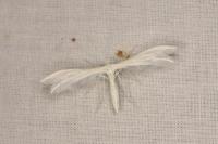 Pterophorus pentadactylus