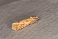 Rhyacionia buoliana