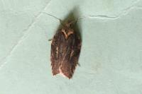 Acleris hastiana