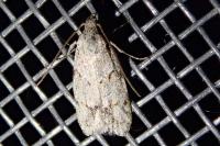 Symmoca signatella