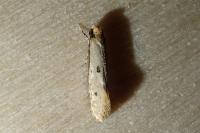 Tinea trinotella