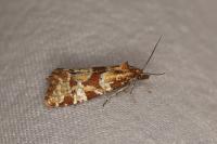Aethes hartmanniana/piercei