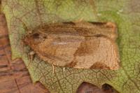 Choristoneura hebenstreitella