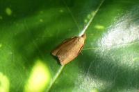 Clepsis consimilana