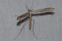 Emmelina monodactyla