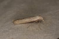 Pterolonche
