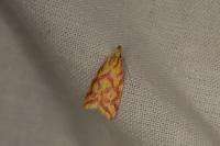 Hypercallia citrinalis