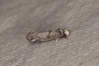 Swammerdamia pyrella