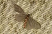 Sterrhopterix fusca