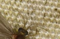 Sterrhopterix fusca