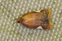 Acleris holmiana