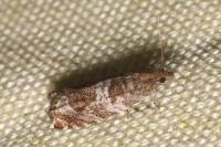 Ancylis achatana