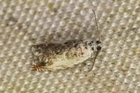 Ancylis laetana
