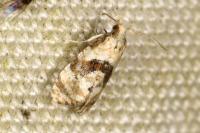 Phalonidia manniana