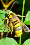 Sesia apiformis