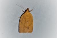 Clepsis consimilana