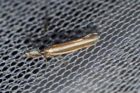 Pleurota aristella