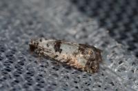 Epinotia dalmatana