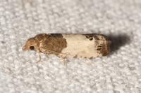 Spilonota ocellana