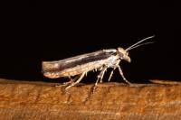 Ypsolopha ustella
