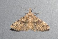 Alucita