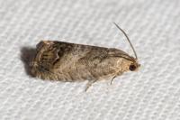 Cydia splendana