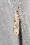 Yponomeuta irrorella