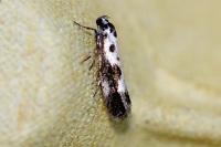 Ethmia quadrillella