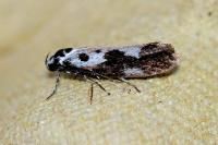 Ethmia quadrillella