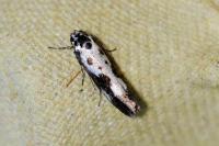 Ethmia quadrillella