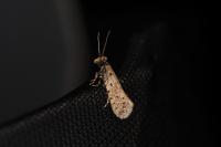 Ateliotum petrinella