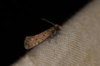 Ateliotum petrinella