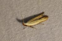 Mesophleps silacella