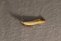 Mesophleps silacella