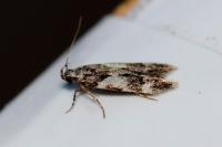 Teleiodes luculella
