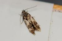 Teleiodes luculella