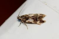 Teleiodes luculella