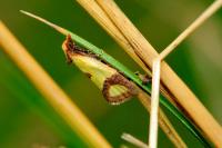 Agapeta zoegana
