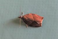 Pandemis heparana