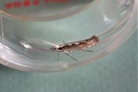 Plutella xylostella