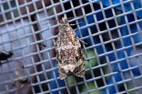 Celypha lacunana