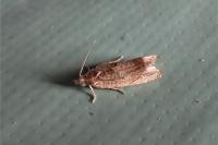 Eucosma conterminana
