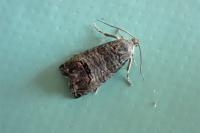 Cydia pomonella