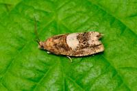 Epiblema sticticana