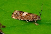 Epiblema sticticana