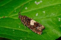 Epiblema sticticana