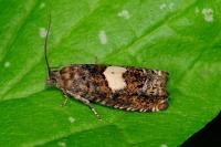 Epiblema sticticana
