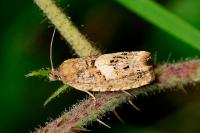 Epiblema sticticana